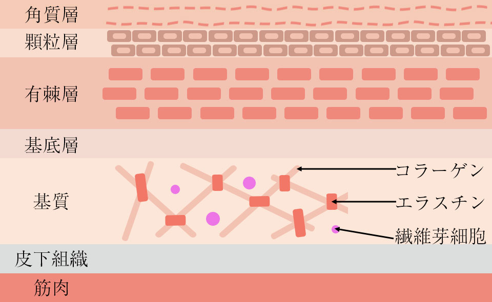 皮膚組織説明